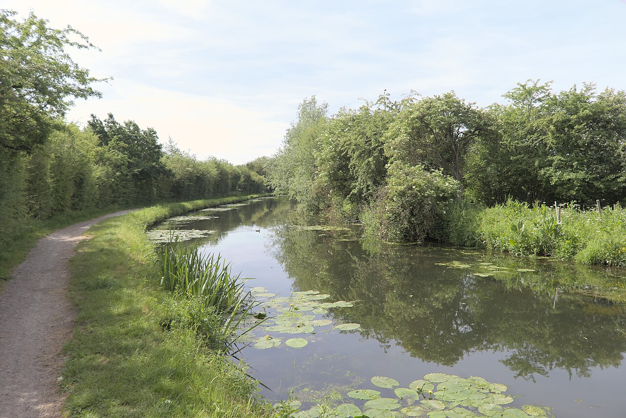 The Erewash Canal at Langley Mill, lilies on the water and a towpath alongside.